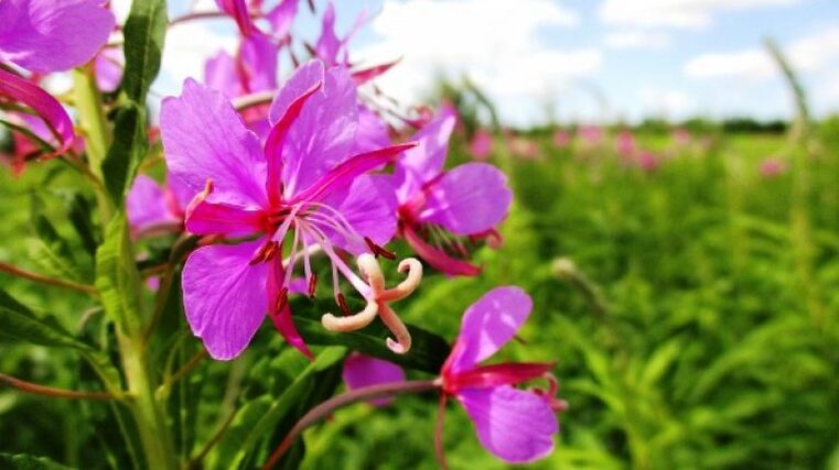 Perbungaan fireweed dengan manfaat yang tak terbantahkan bagi pria