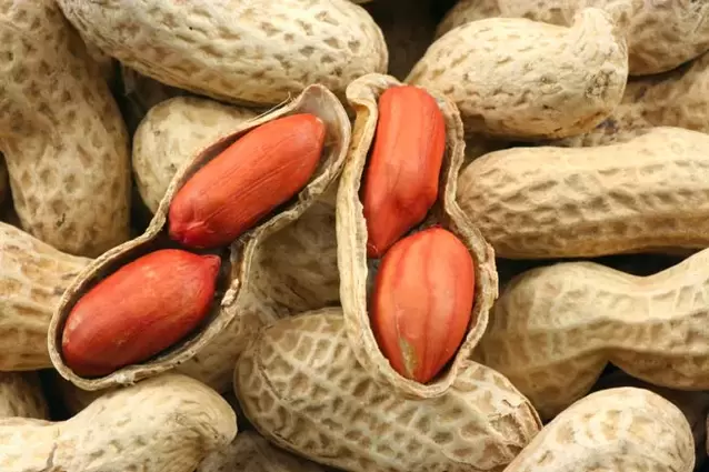 kacang untuk potensi