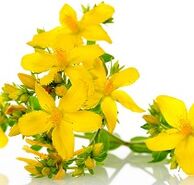 St. John's wort untuk merangsang potensi