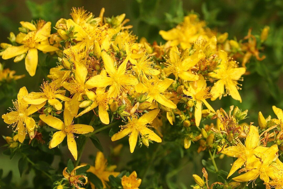 St. John's wort untuk potensi