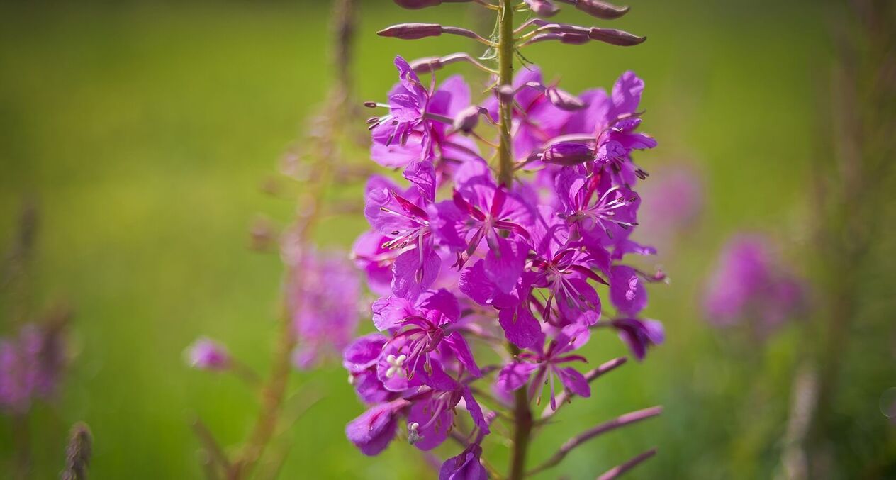 fireweed untuk kesehatan pria