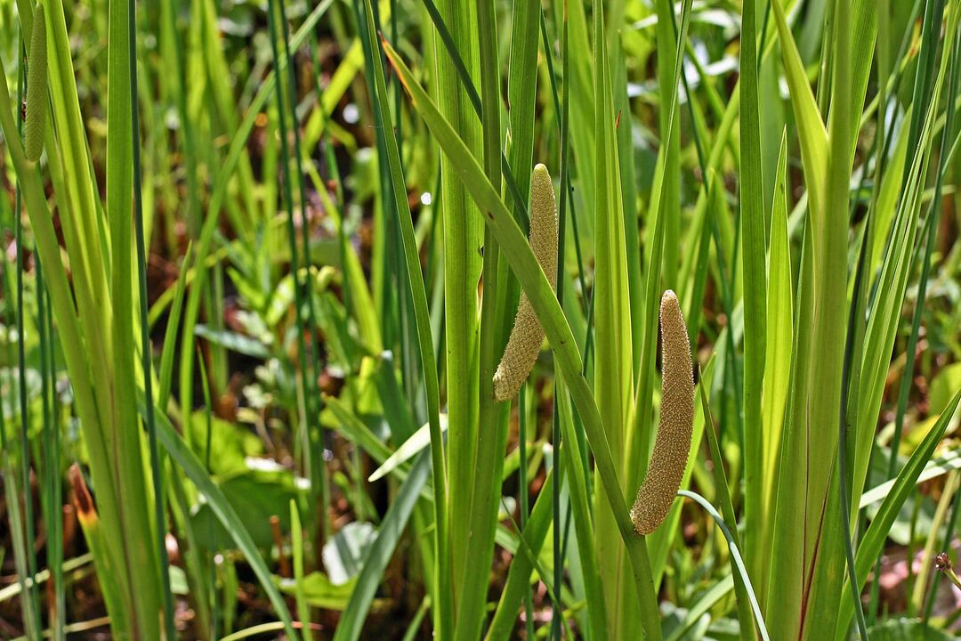 ramuan calamus untuk potensi